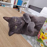 Oréo a rejoint le concours — aidez-le/la à gagner de superbes lots ! cat, grey_cat, feline, pet, indoor, table, wooden_table, mug, floral_mug, bookshelf, books, whiskers, yellow_eyes, paw, closeup, lying_down, cozy, home, portrait, curled_paws