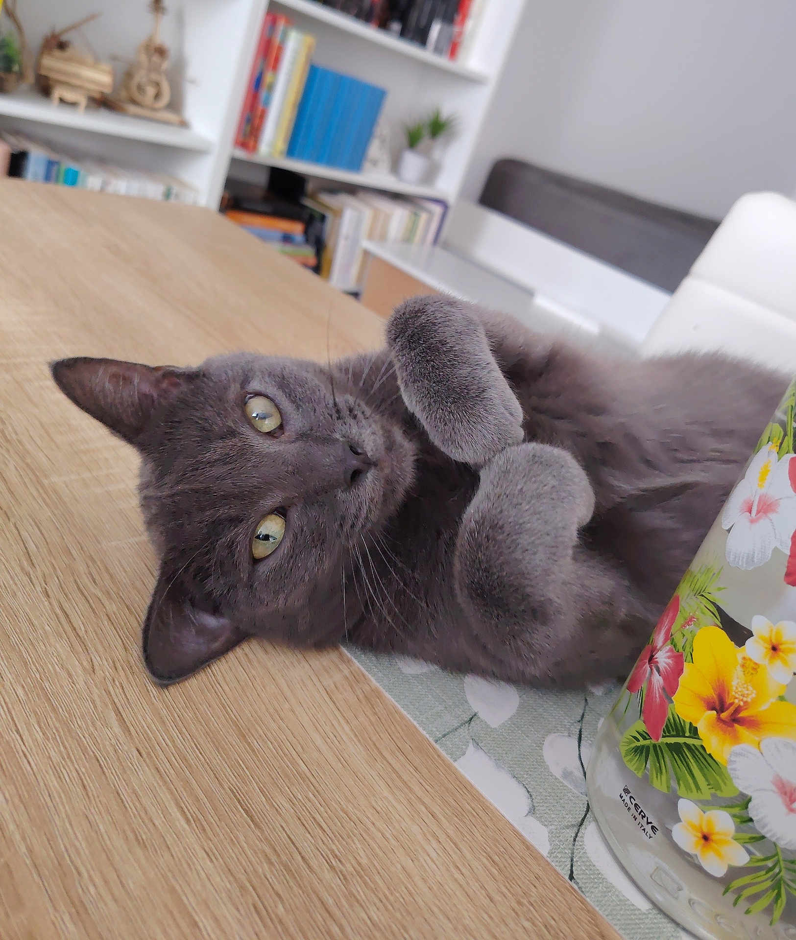 Oréo a rejoint le concours — aidez-le/la à gagner de superbes lots ! cat, grey_cat, feline, pet, indoor, table, wooden_table, mug, floral_mug, bookshelf, books, whiskers, yellow_eyes, paw, closeup, lying_down, cozy, home, portrait, curled_paws