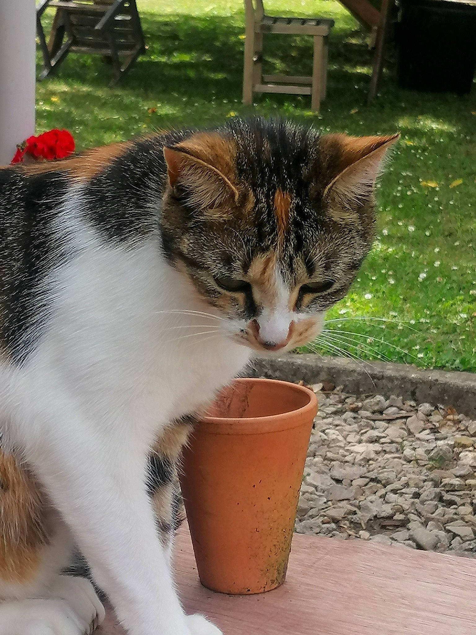 Nalla participe au concours pour gagner de l'argent avec cette photo : carnivore, cat, cat_supply, claw, domestic_short_haired_cat, drinking, felidae, flowerpot, fur, grass, houseplant, paw, plant, small_to_medium_sized_cats, snout, soil, tail, tree, whiskers, wood