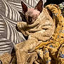 Uno a rejoint le concours — aidez-le/la à gagner de superbes lots ! cat, sphynx_cat, hairless_cat, blanket, couch, sleeping, cozy, indoor, patterned_fabric, wrinkled_skin, ears, pet, animal, feline, soft_texture, resting, warm, comfort, close_up, relaxed