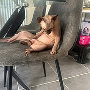 Uno participe au concours pour gagner de l'argent avec cette photo : sphynx_cat, hairless_cat, cat, chair, indoor, floor, table, gray, pet, feline, curled_tail, looking_down, modern, tile_floor, legs, paw, contemplative, seated, household, domestic_animal