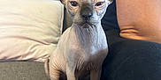 Uno participe au concours pour gagner de l'argent avec cette photo : sphynx_cat, cat, pet, indoor, couch, sofa, person, arm, pillow, gray, wrinkled_skin, large_ears, looking_at_camera, sitting, feline, hairless_cat, domestic_animal, close_up, cozy, relaxed