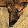 Sidney is registered to the contest to win money with this photo: animal, blanket, brown, close_up, comfort, cozy, cute, dog, domestic_animal, face, fur, indoors, nose, pet, relaxation, resting, sleeping, snug, soft_texture, warm