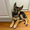 Sidney is registered to the contest to win money with this photo: adorable, animal, cabinet, canine, collar, cute, dog, domestic_animal, ears, floor, fur, german_shepherd, indoor, laying_down, looking_up, pet, puppy, white_wall, wood_floor, young_dog