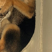 Sidney is registered to the contest to win money with this photo: animal, bed, black_fur, brown_fur, canine, cozy, curled_up, dog, domestic, fur, indoor, paws, peaceful, pet, quiet, relaxing, resting, sleeping, wall, wood_floor
