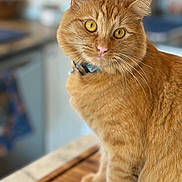 Goose joined the competition — help win amazing prizes! animal, blurry_background, cat, close_up, collar, curious, domestic_cat, ears, eyes, feline, fur, indoor, kitchen, nose, orange_tabby, pet, portrait, sitting, whiskers, wooden_surface