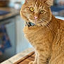 animal, blurry_background, cat, close_up, collar, curious, domestic_cat, ears, eyes, feline, fur, indoor, kitchen, nose, orange_tabby, pet, portrait, sitting, whiskers, wooden_surface