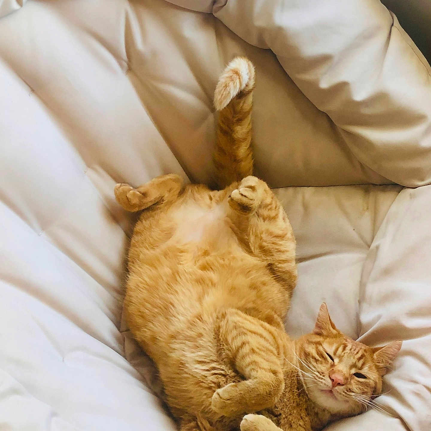 Gengibre is registered to the contest to win money with this photo: animal, cat, comfort, cozy, cushion, cute, feline, fluffy, fur, indoor, lying_down, orange_tabby, paw, pet, relaxed, resting, sleepy, tail, whiskers, white