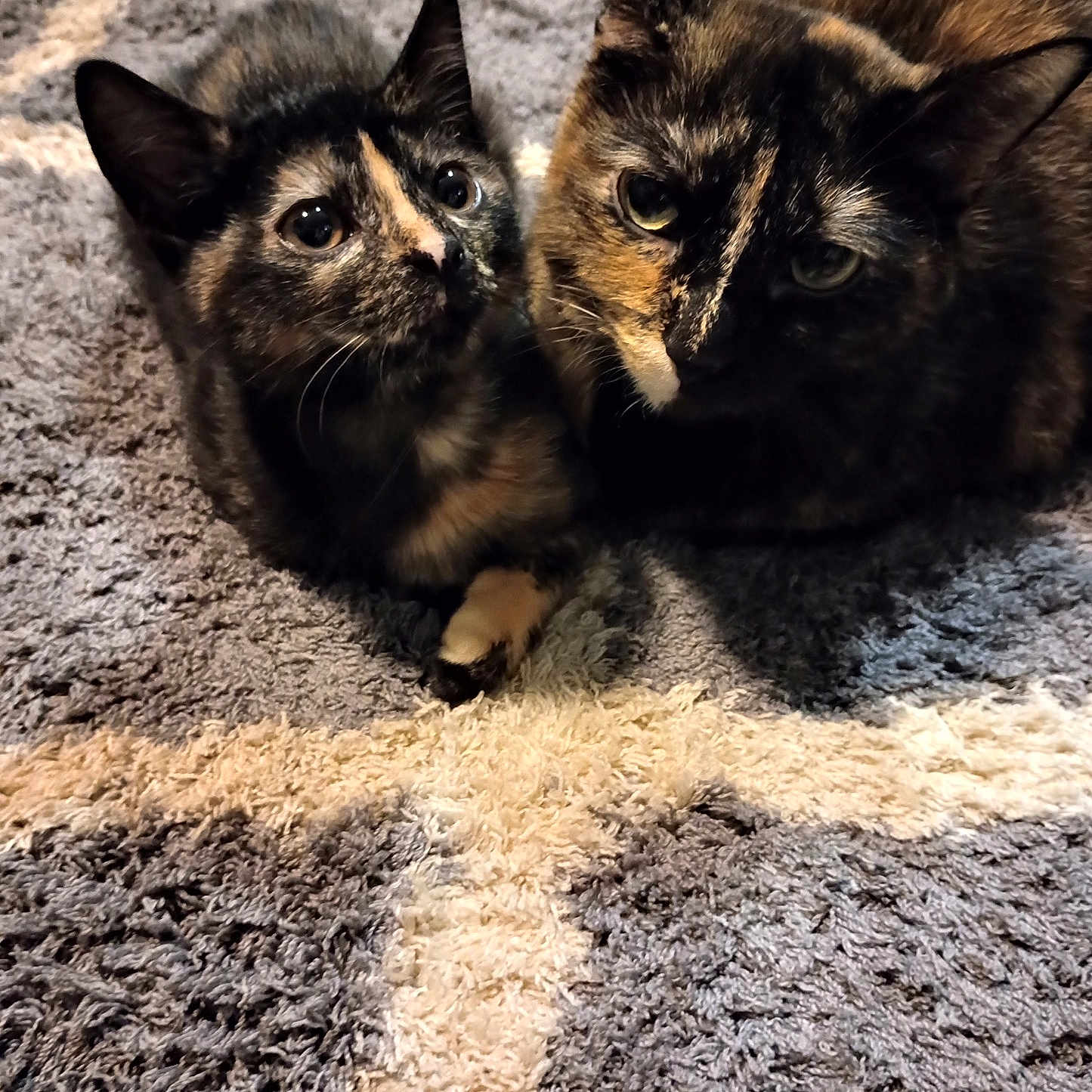 Priddy And Sissy is registered to the contest to win money with this photo: animal, carpet, cat, close_up, companion, cozy, curious, cute, domestic_animal, ears, feline, fur, home, indoor, pet, resting, snuggling, tortoiseshell, two_cats, whiskers