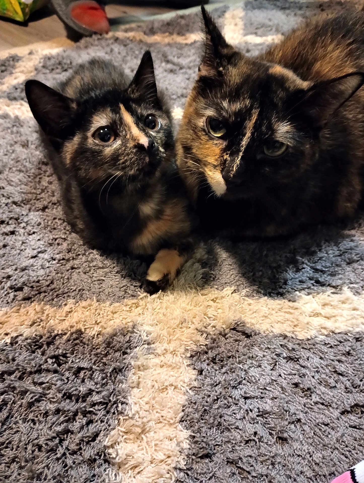 Priddy And Sissy is registered to the contest to win money with this photo: cat, tortoiseshell, animal, pet, feline, indoor, carpet, snuggling, two_cats, close_up, cute, fur, whiskers, ears, resting, domestic_animal, curious, companion, cozy, home
