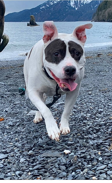 Miah joined the competition — help win amazing prizes! adventure, asphalt, canidae, carnivore, collar, companion_dog, dog, dog_breed, dog_collar, fawn, lake, non_sporting_group, road_surface, sky, snout, soil, sporting_group, tail, water, working_animal