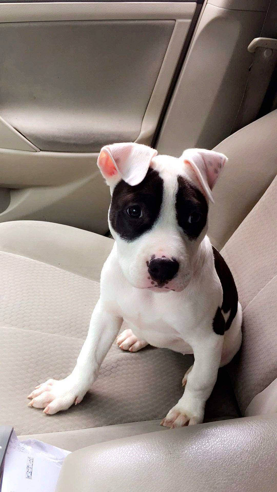 Miah joined the competition — help win amazing prizes! automotive_design, boston_terrier, canidae, carnivore, collar, comfort, companion_dog, dog, dog_breed, dog_collar, eye, fawn, grey, snout, sporting_group, toy_dog, vehicle, vehicle_door, whiskers, working_animal