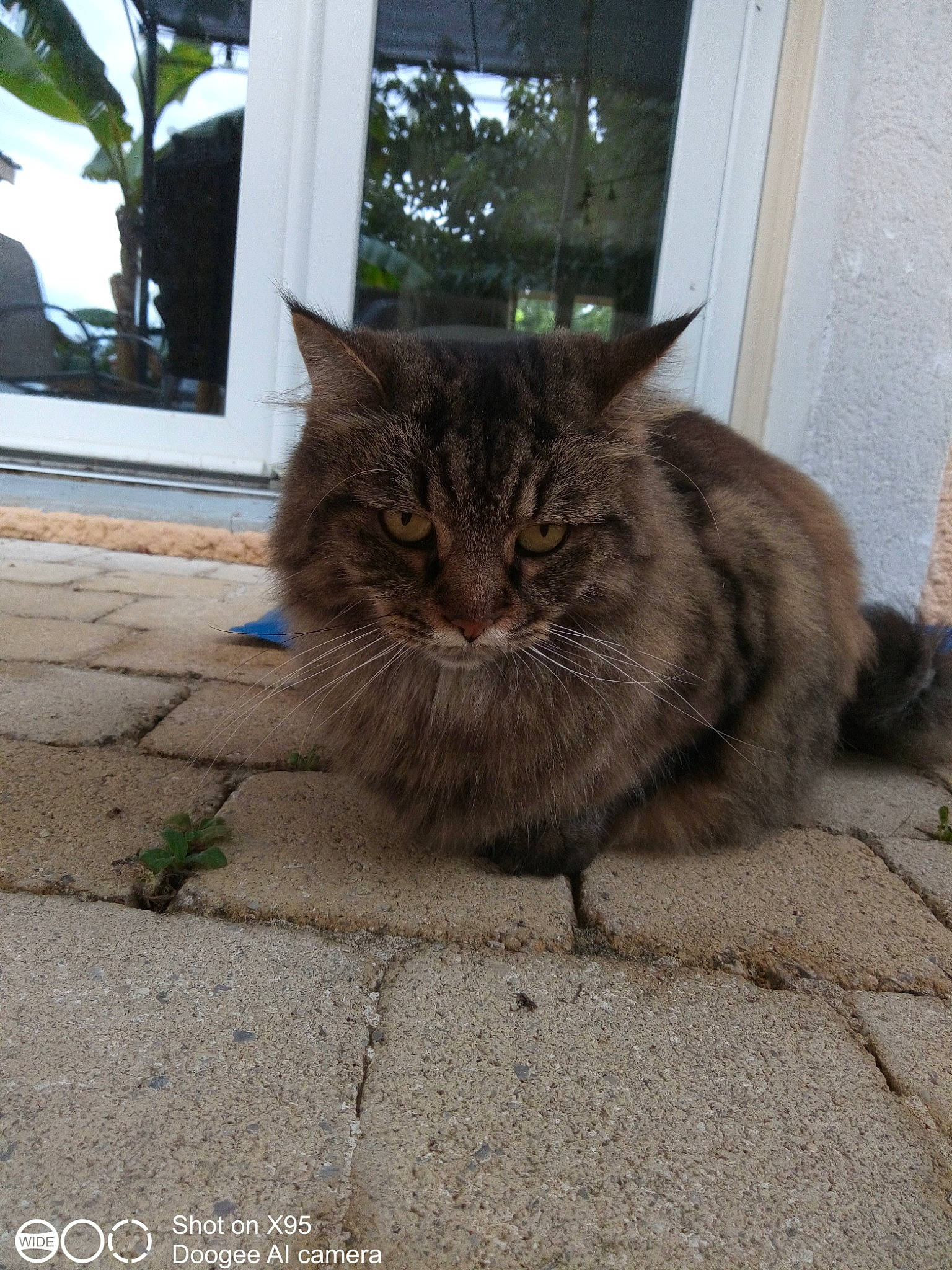 Nougat participe au concours pour gagner de l'argent avec cette photo : carnivore, cat, claw, domestic_short_haired_cat, door, felidae, flooring, fur, grass, plant, road_surface, sidewalk, sitting, small_to_medium_sized_cats, tail, terrestrial_animal, whiskers, window, wood