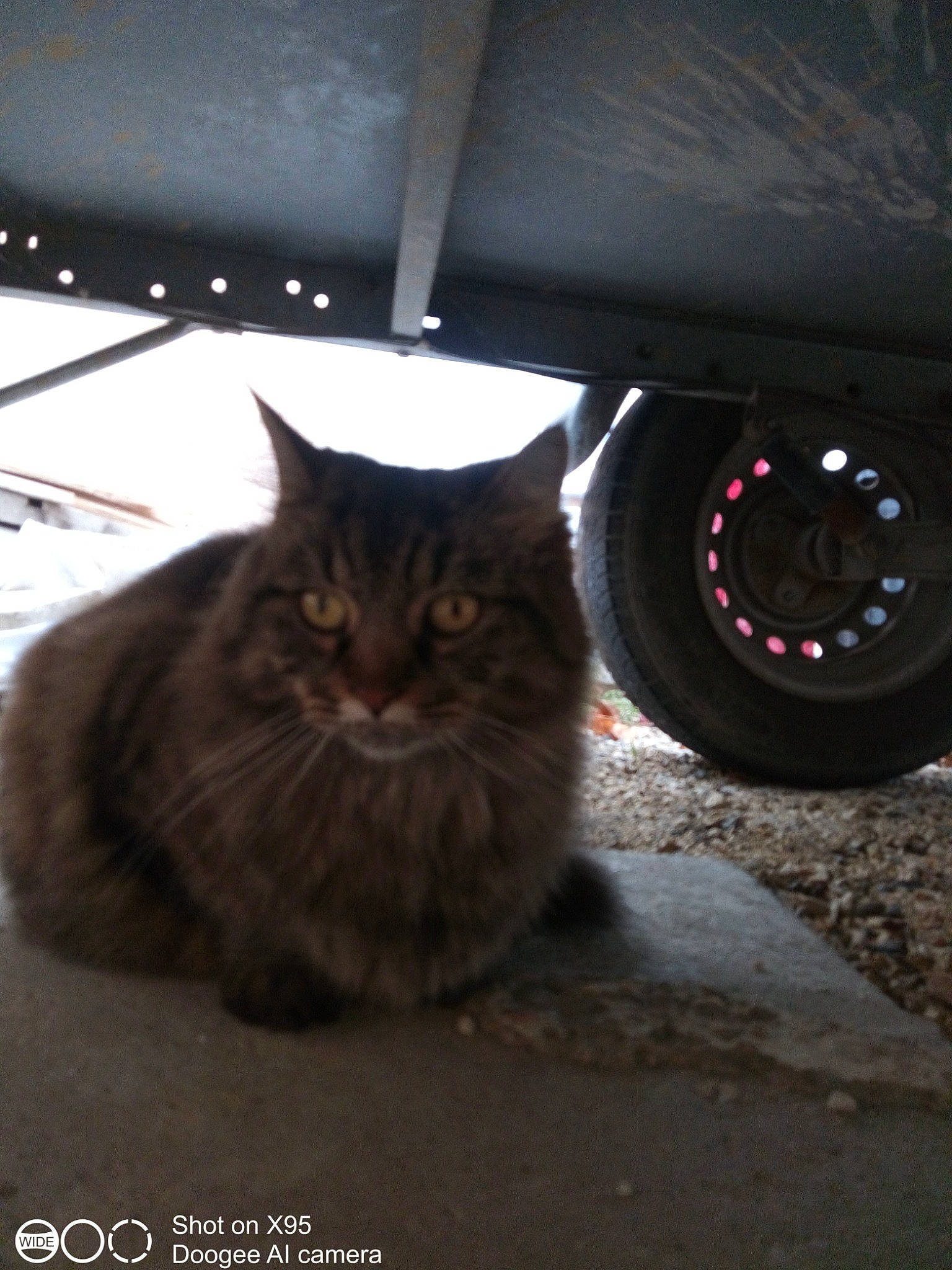 Nougat a rejoint le concours — aidez-le/la à gagner de superbes lots ! alloy_wheel, automotive_exterior, automotive_lighting, automotive_tire, car, carnivore, cat, felidae, fender, hubcap, motor_vehicle, road_surface, small_to_medium_sized_cats, synthetic_rubber, tire, tread, vehicle, wheel, whiskers, window