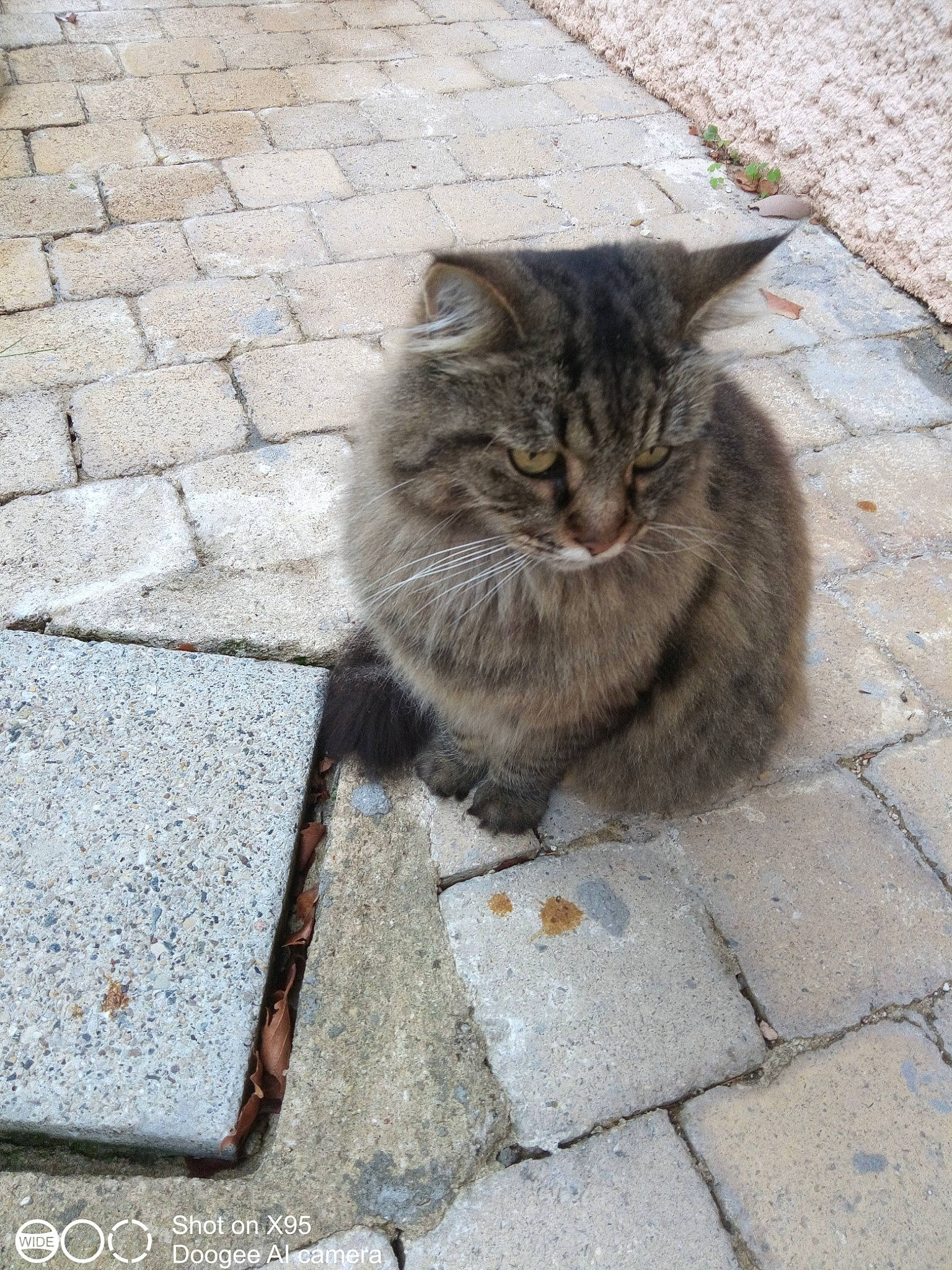 Nougat a rejoint le concours — aidez-le/la à gagner de superbes lots ! asphalt, carnivore, cat, cobblestone, concrete, domestic_short_haired_cat, felidae, floor, flooring, fur, grey, human_leg, road_surface, sidewalk, sitting, small_to_medium_sized_cats, snout, tail, whiskers, wood