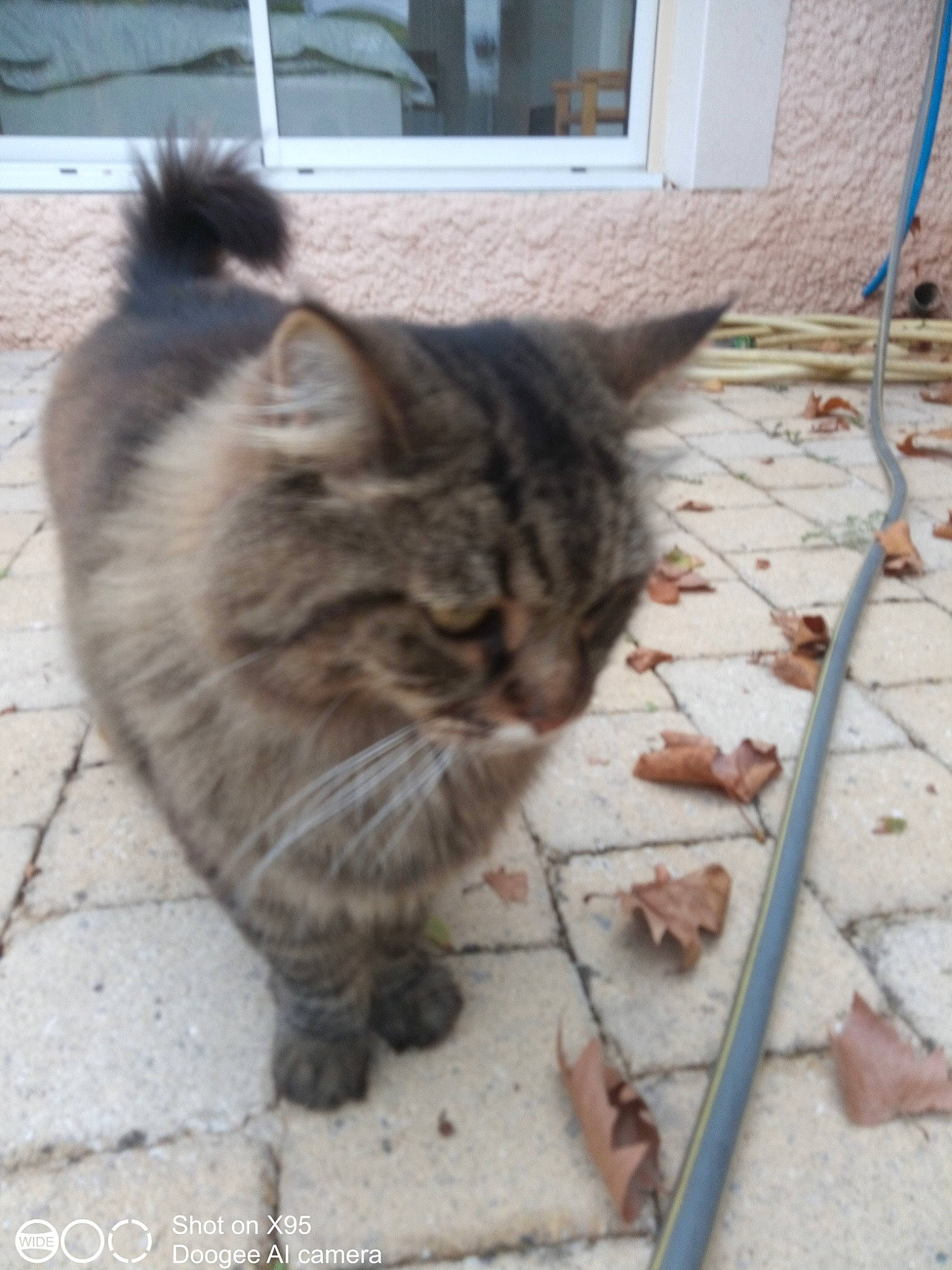 Nougat participe au concours pour gagner de l'argent avec cette photo : carnivore, cat, domestic_short_haired_cat, fawn, felidae, floor, flooring, fur, grass, grey, paw, road_surface, sidewalk, small_to_medium_sized_cats, snout, tail, terrestrial_animal, whiskers, window, wood