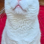 Simba participe au concours pour gagner de l'argent avec cette photo : cat, white_cat, pet, animal, portrait, close_up, sitting, upright, heterochromia, blue_eye, green_eye, whiskers, ears, fur, fluffy, serious_expression, indoor, red_rug, home, photography