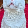 cat, white_cat, pet, animal, portrait, close_up, sitting, upright, heterochromia, blue_eye, green_eye, whiskers, ears, fur, fluffy, serious_expression, indoor, red_rug, home, photography