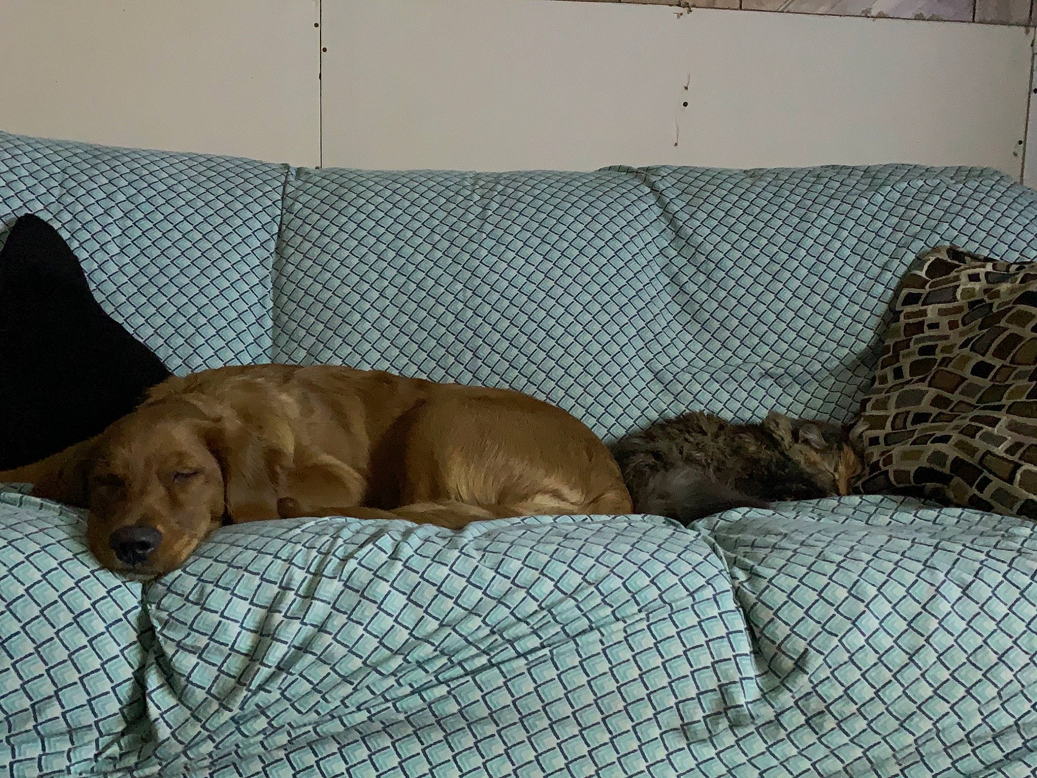 Neeko is registered to the contest to win money with this photo: brown, canidae, carnivore, companion_dog, couch, dog, dog_breed, dog_supply, futon, gun_dog, home, liver, living_room, pet_supply, retriever, sofa_bed, sporting_group, studio_couch, working_animal, working_dog