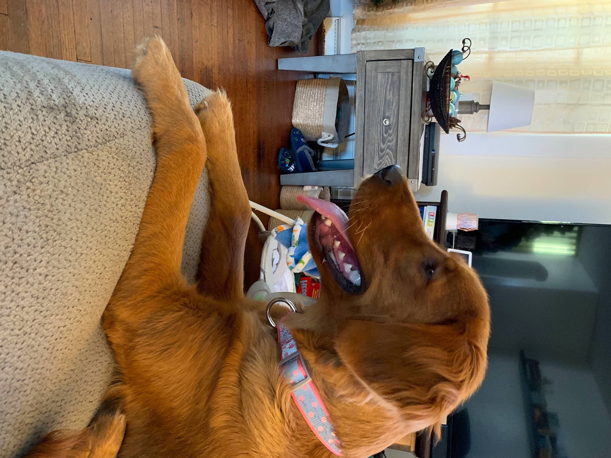 Neeko joined the competition — help win amazing prizes! canidae, carnivore, collar, companion_dog, dog, dog_breed, dog_collar, fawn, fur, guard_dog, jaw, liver, pet_supply, snout, sporting_group, tan, vizsla, whiskers, working_animal, working_dog