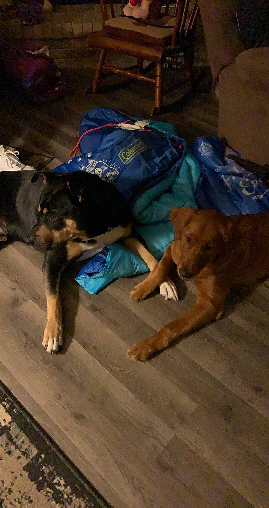 Neeko joined the competition — help win amazing prizes! canidae, carnivore, companion_dog, dog, dog_breed, fawn, floor, guard_dog, liver, mammal, snout, sporting_group, vertebrate, working_animal, working_dog