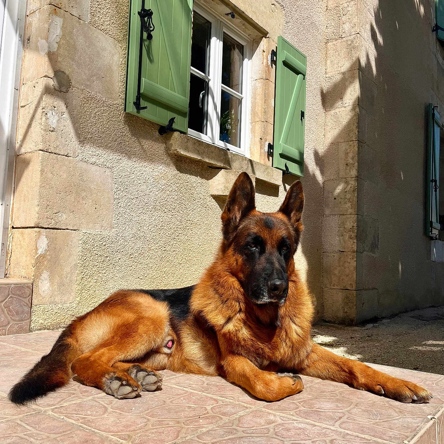 Nimbo participe au concours pour gagner de l'argent avec cette photo : animal, architecture, building, canine, curtain, dog, flagstone, germanshepherd, homedecor, outdoors, path, pet, policedog, puppy, shelter, shutter, slate, walkway, wall, window