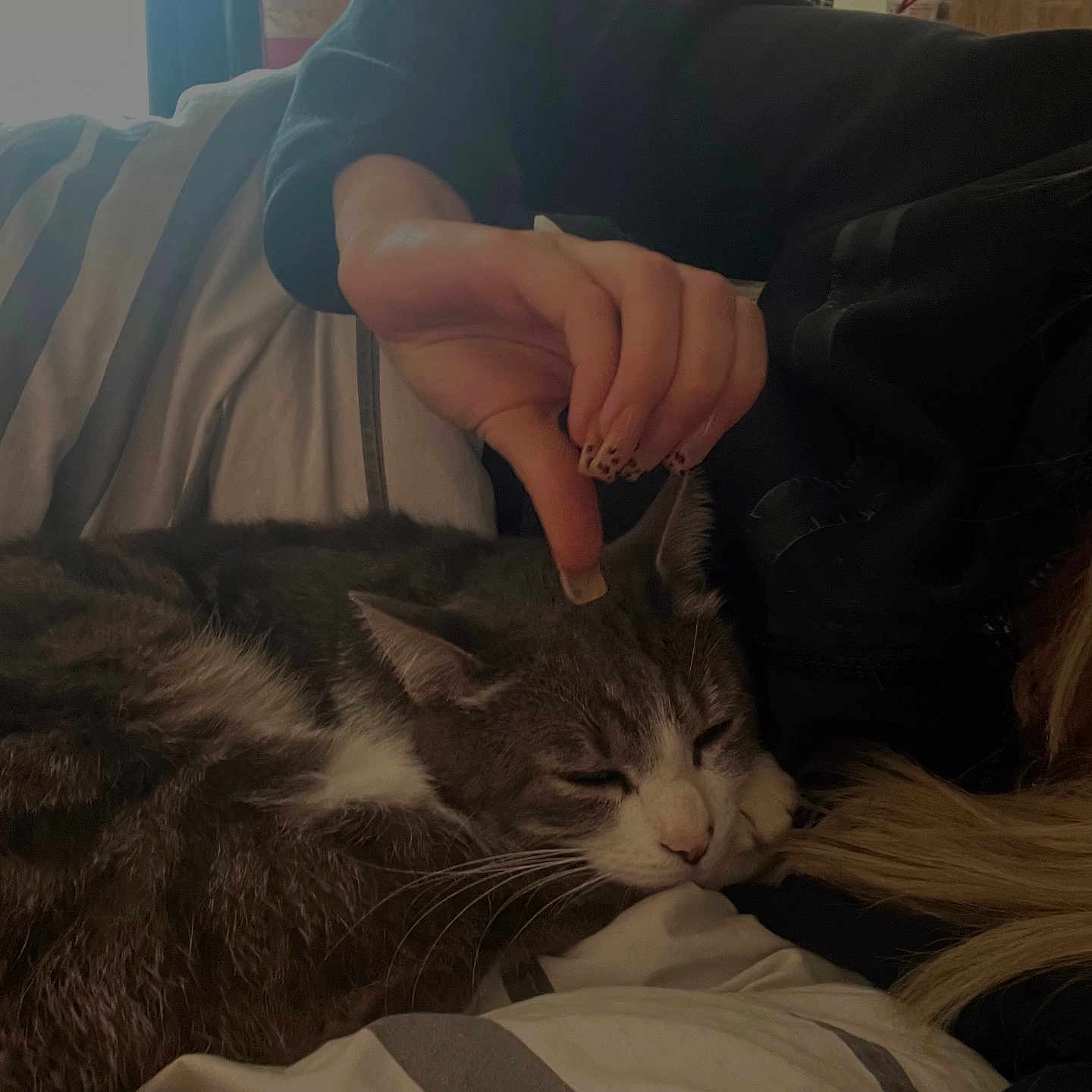 Smock a rejoint le concours — aidez-le/la à gagner de superbes lots ! animal, baby, bed, bedroom, blanket, bodypart, cat, couch, face, finger, furniture, hand, head, indoors, kitten, person, pet, photography, portrait, room