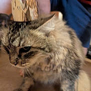 Napoleon a rejoint le concours — aidez-le/la à gagner de superbes lots ! cat, tabby, crown, indoor, feline, pet, fur, animal, blurry, closeup, paper, handmade, domestic, cute, mammal, whiskers, paws, face, brown, gray