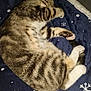 cat, tabby, sleeping, blanket, snowflake_pattern, cozy, fur, paw, resting, indoor, animal, pet, cute, striped, whiskers, relaxed, mammal, feline, domestic_cat, nap