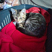 Atlas participe au concours pour gagner de l'argent avec cette photo : cat, tabby_cat, blanket, red_blanket, basket, plastic_basket, plush_toy, stuffed_animal, bunny_toy, indoor, cozy, resting, pets, animal, feline, fur, cute, domestic_cat, sleeping_position, relaxed