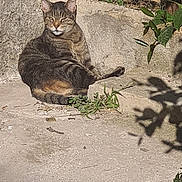 Câlin a rejoint le concours — aidez-le/la à gagner de superbes lots ! cat, tabby, sunlight, outdoor, concrete, stone_wall, greenery, wire_fence, relaxed, animal, pet, nature, shadow, plant, daylight, resting, fur, mammal, closeup, quiet