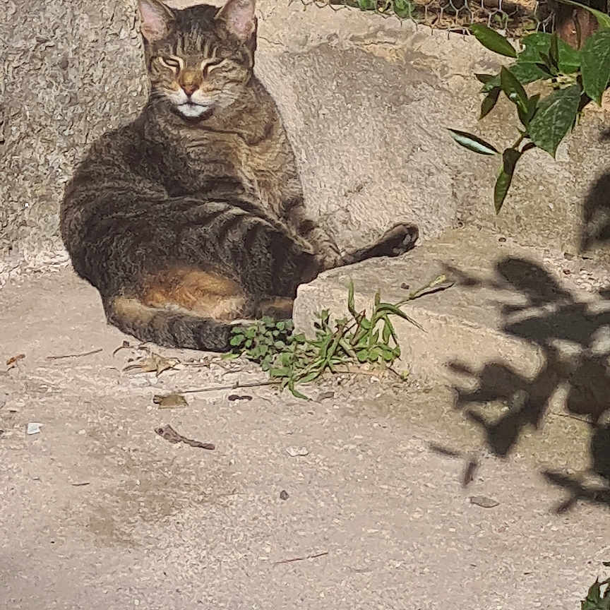 Câlin a rejoint le concours — aidez-le/la à gagner de superbes lots ! animal, cat, closeup, concrete, daylight, fur, greenery, mammal, nature, outdoor, pet, plant, quiet, relaxed, resting, shadow, stone_wall, sunlight, tabby, wire_fence