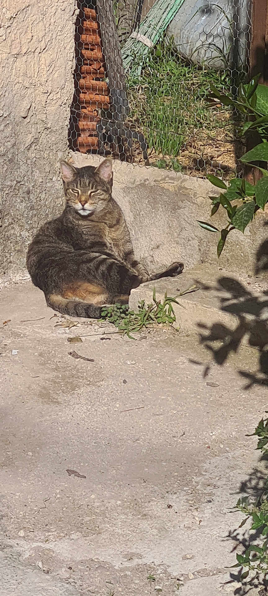 Câlin a rejoint le concours — aidez-le/la à gagner de superbes lots ! cat, tabby, sunlight, outdoor, concrete, stone_wall, greenery, wire_fence, relaxed, animal, pet, nature, shadow, plant, daylight, resting, fur, mammal, closeup, quiet