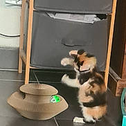 Boulette participe au concours pour gagner de l'argent avec cette photo : cat, calico_cat, kitten, standing, playing, pawing, toy, cardboard, green_object, floor, indoor, home, furniture, shelf, storage_bins, black_floor, pet, animal, funny_pose, motion_blur