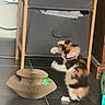 animal, black_floor, calico_cat, cardboard, cat, floor, funny_pose, furniture, green_object, home, indoor, kitten, motion_blur, pawing, pet, playing, shelf, standing, storage_bins, toy