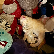 Momo joined the competition — help win amazing prizes! kitten, sleeping, plush_toy, stuffed_animals, cozy, cute, animal, indoor, resting, soft, pet, feline, toy, comfort, napping, young_animal, colorful, cuddle, small, relaxation