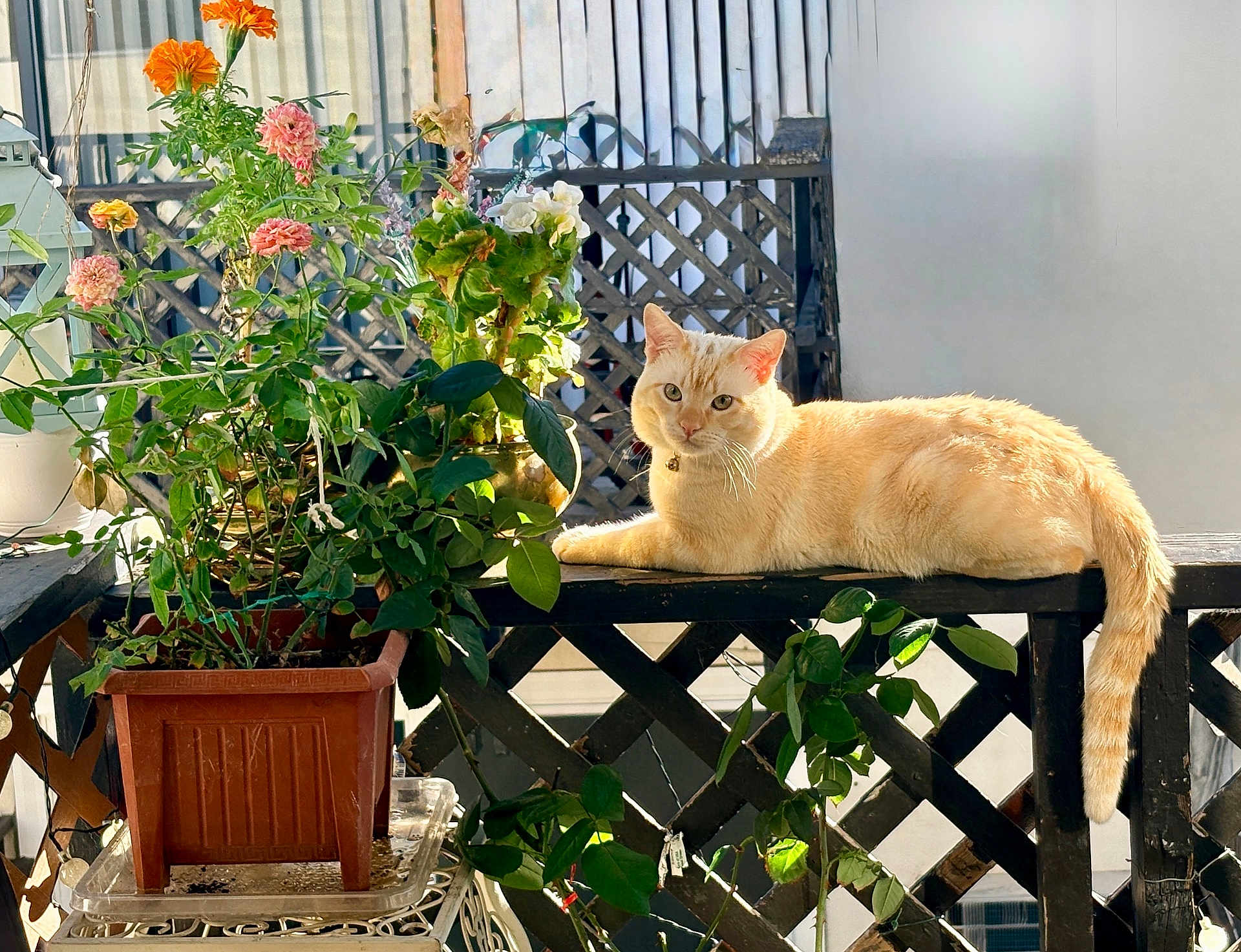 Momo is registered to the contest to win money with this photo: cat, cream_colored_cat, potted_plant, flowers, wooden_railing, sunlight, outdoor, green_leaves, orange_flowers, pink_flowers, relaxed_cat, pet, balcony, nature, sunny_day, animal, feline, garden, leafy_plant, resting