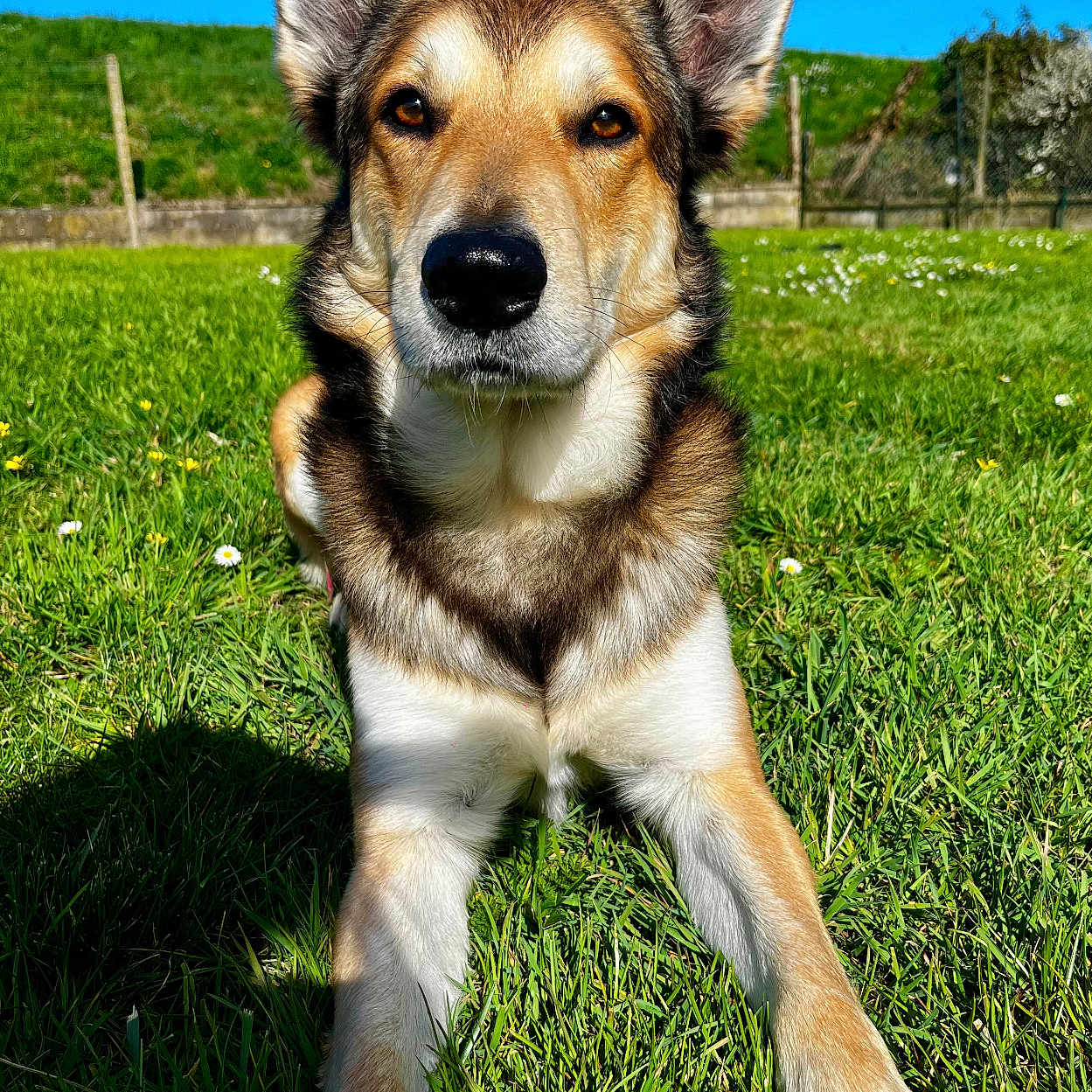 Shancho a rejoint le concours — aidez-le/la à gagner de superbes lots ! animal, canine, collie, countryside, dog, field, germanshepherd, grass, grassland, hound, husky, lawn, meadow, nature, outdoors, park, pet, plant, puppy, rural