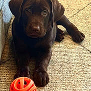 Ollie joined the competition — help win amazing prizes! adorable, animal, brown, canine, carpet, chocolate_labrador, companion, cute, dog, fur, home, indoor, looking_up, lying_down, orange_ball, pet, playful, puppy, toy, young_dog