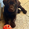 adorable, animal, brown, canine, carpet, chocolate_labrador, companion, cute, dog, fur, home, indoor, looking_up, lying_down, orange_ball, pet, playful, puppy, toy, young_dog