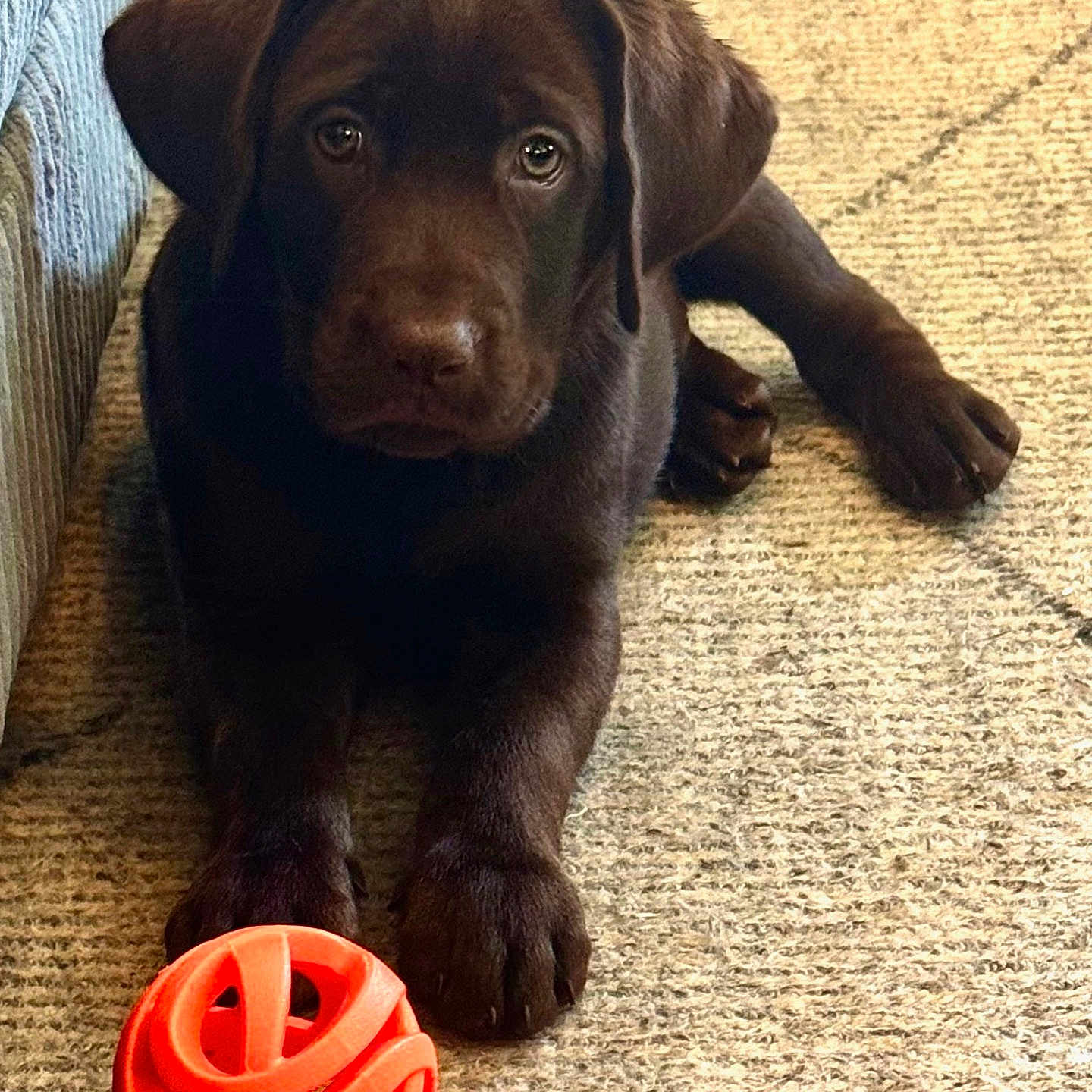 Ollie