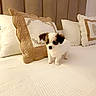 Toys a rejoint le concours — aidez-le/la à gagner de superbes lots ! animal, bed, bedding, bedroom, black_fur, cushion, cute, decorative_pillow, dog, headboard, home, indoor, pet, pillows, portrait, puppy, sleeping_area, small_dog, standing, white_fur