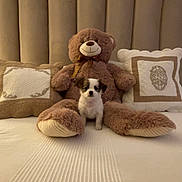 Toys a rejoint le concours — aidez-le/la à gagner de superbes lots ! animal, bed, bedroom, blanket, brown_and_white, cozy, cute, dog, headboard, home_decor, indoor, photography, pillow, plush_toy, portrait, puppy, sitting, small_dog, stuffed_animal, teddy_bear