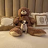 animal, bed, bedroom, blanket, brown_and_white, cozy, cute, dog, headboard, home_decor, indoor, photography, pillow, plush_toy, portrait, puppy, sitting, small_dog, stuffed_animal, teddy_bear