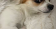 Toys a rejoint le concours — aidez-le/la à gagner de superbes lots ! animal, black_nose, blanket, close_up, cozy, curled_up, dark_eyes, dog, fluffy, indoors, long_hair, pet, portrait, puppy, resting, sleeping, small_dog, soft_texture, tan_fur, white_fur