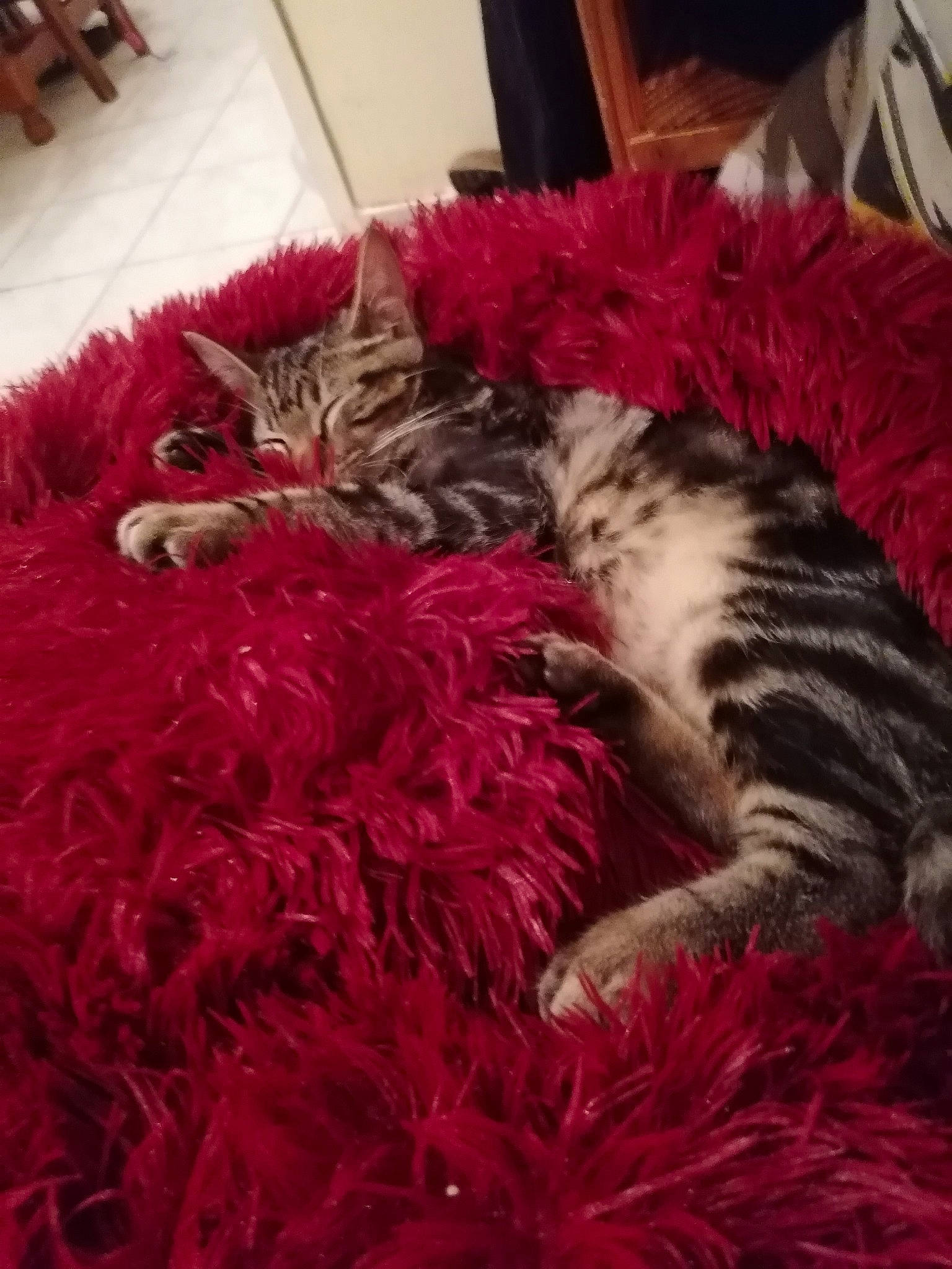 Polak a rejoint le concours — aidez-le/la à gagner de superbes lots ! carnivore, cat, felidae, fur, kitten, nap, norwegian_forest_cat, pink, small_to_medium_sized_cats, tail, textile, whiskers