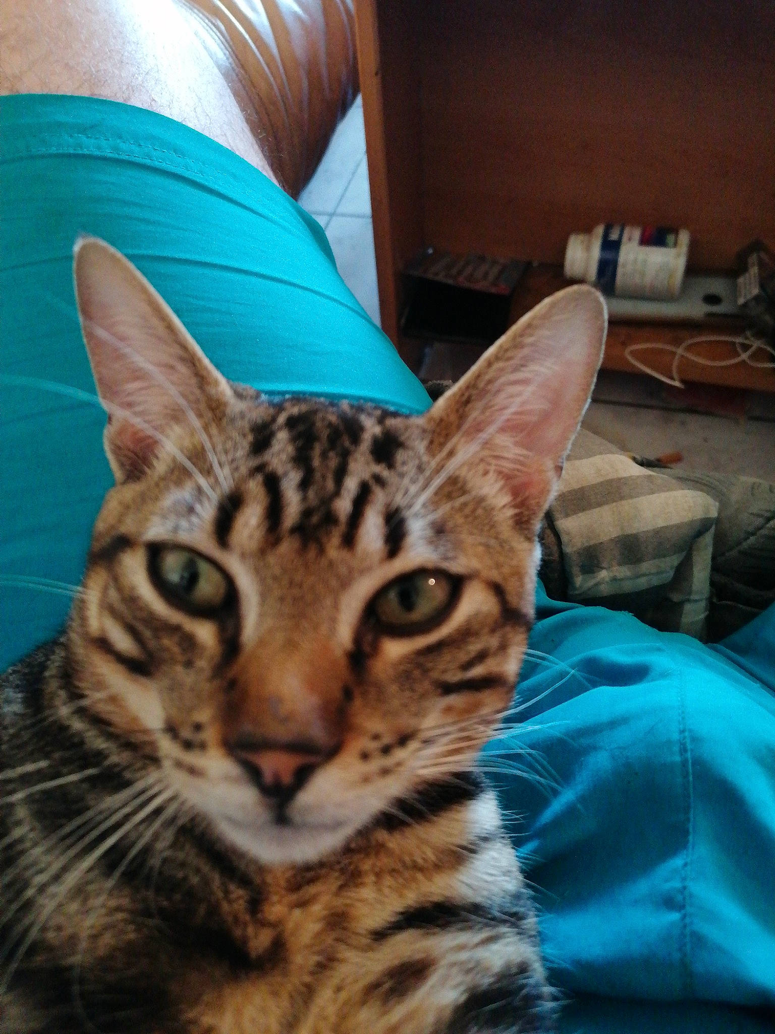 Polak participe au concours pour gagner de l'argent avec cette photo : american_shorthair, asian, bengal, california_spangled, carnivore, cat, domestic_short_haired_cat, dragon_li, egyptian_mau, european_shorthair, felidae, kitten, mammal, ocicat, small_to_medium_sized_cats, sokoke, tabby_cat, toyger, vertebrate, whiskers