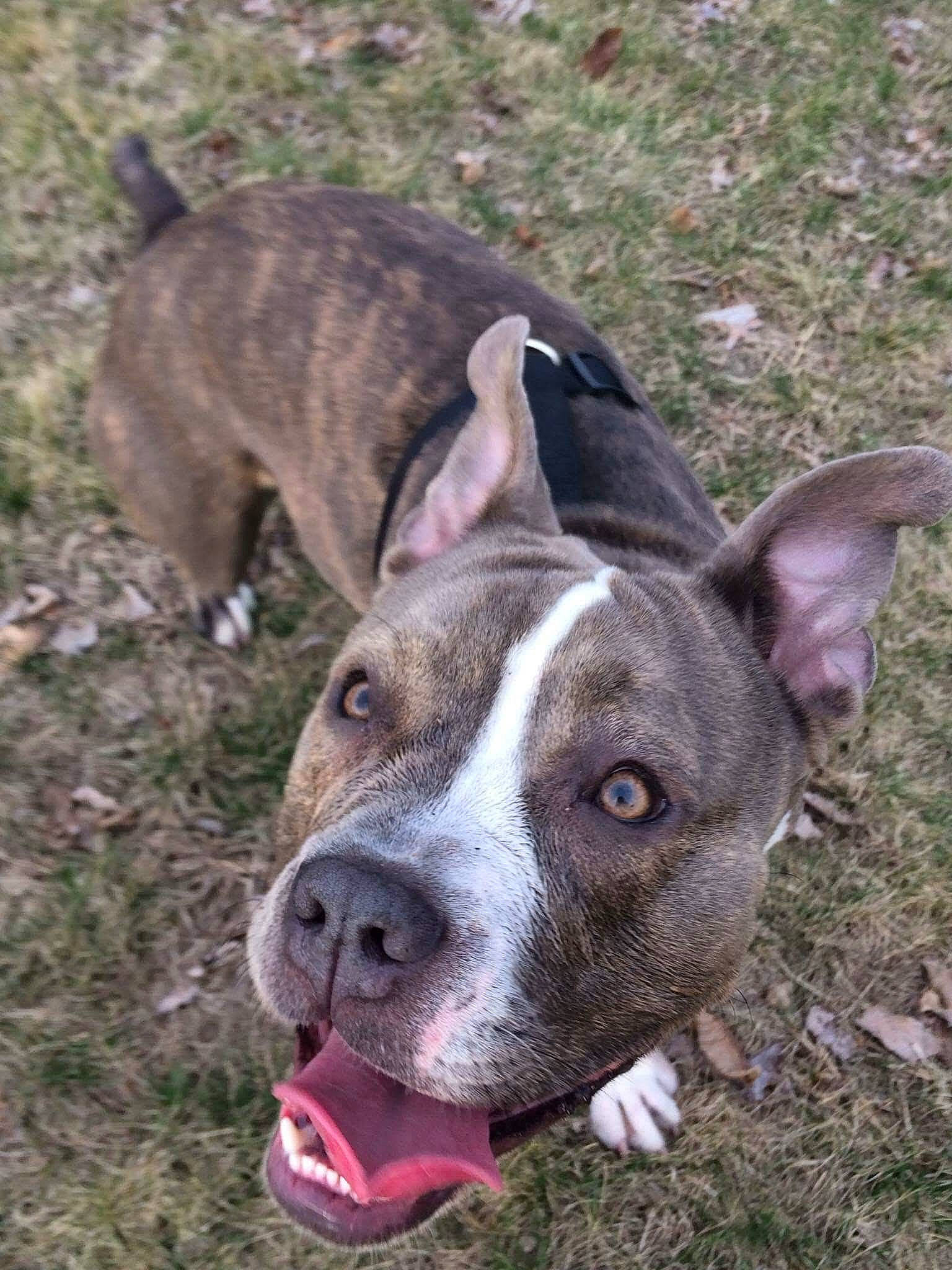 Skyy joined the competition — help win amazing prizes! ancient_dog_breeds, canidae, carnivore, collar, companion_dog, dog, dog_breed, dog_collar, eye, fawn, grass, hunting_dog, non_sporting_group, snout, sporting_group, terrestrial_animal, whiskers, working_animal, working_dog