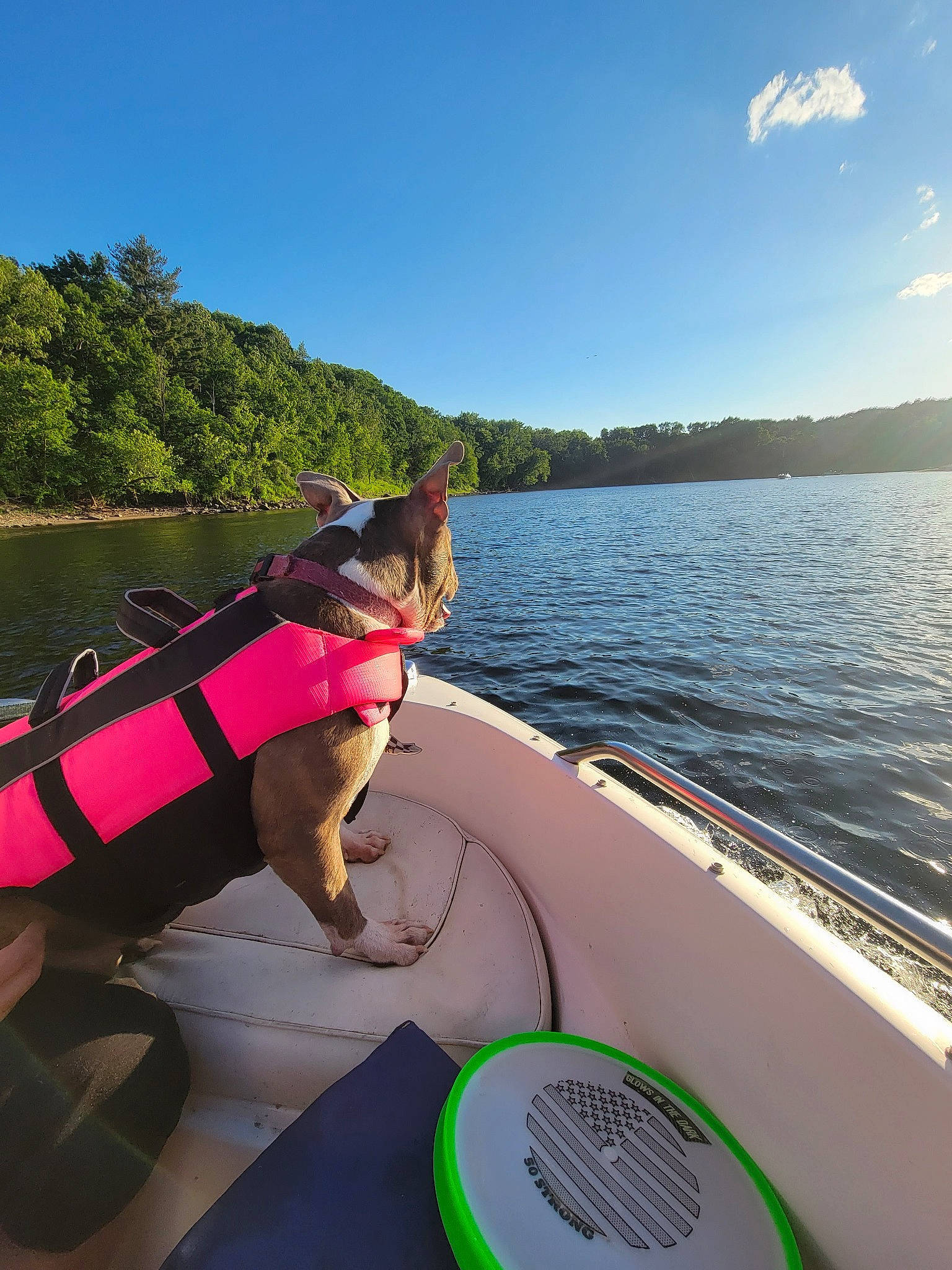 Skyy joined the competition — help win amazing prizes! boat, boats_and_boating_equipment_and_supplies, carnivore, cloud, collar, companion_dog, dog, dog_breed, lake, leisure, lifejacket, naval_architecture, outdoor_recreation, recreation, sky, travel, tree, vehicle, water, watercraft