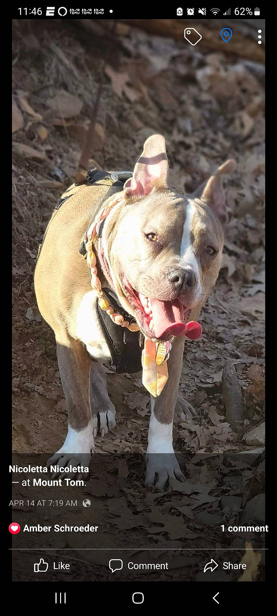 Skyy joined the competition — help win amazing prizes! canidae, carnivore, collar, companion_dog, dog, dog_breed, dog_collar, dog_supply, fang, fawn, leash, liver, pet_supply, photo_caption, snout, sporting_group, terrestrial_animal, whiskers, working_animal, wrinkle